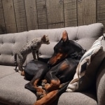 Gypsy, F-2B Savannah girl