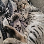 Gypsy, F-2B Savannah girl