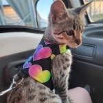 Gypsy, F-2B Savannah girl