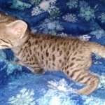 Gypsy savannah F-2B female DOB 2-9-21