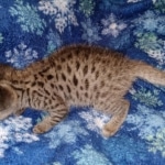 Gypsy savannah F-2B female DOB 2-9-21