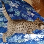 Gypsy savannah F-2B female DOB 2-9-21