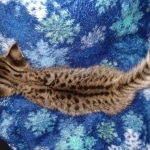 Gypsy savannah F-2B female DOB 2-9-21