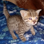 Gypsy savannah F-2B female DOB 2-9-21