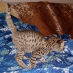 Gypsy savannah F-2B female DOB 2-9-21