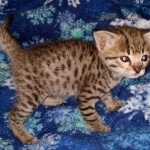 Gypsy savannah F-2B female DOB 2-9-21