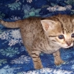 Gypsy savannah F-2B female DOB 2-9-21