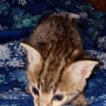 Gypsy savannah F-2B female DOB 2-9-21