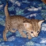 Gypsy savannah F-2B female DOB 2-9-21