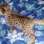 Gypsy savannah F-2B female DOB 2-9-21