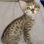 Gypsy, F-2B Savannah girl