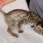 Gypsy, F-2B Savannah girl