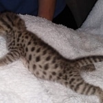 Gypsy savannah F-2B female DOB 2-9-21