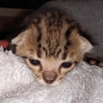 Gypsy savannah F-2B female DOB 2-9-21