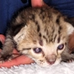 Gypsy savannah F-2B female DOB 2-9-21