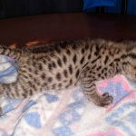 Gypsy savannah F-2B female DOB 2-9-21