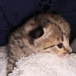 savannah F-2B female DOB 2-9-21