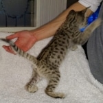 Gypsy, F-2B Savannah girl