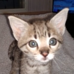 Gypsy, F-2B Savannah girl