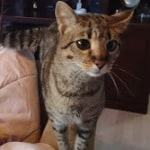 Gypsy F-2 spayed female DOB 2-9-21