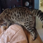 Gypsy F-2 spayed female DOB 2-9-21