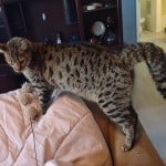 Gypsy F-2 spayed female DOB 2-9-21