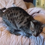 Gypsy F-2 spayed female DOB 2-9-21