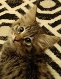 Clover Savannah F-2B Female BST DOB 11-14-18