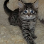 Savannah, F-2B, Female BST DOB 11-14-18