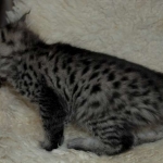 Savannah, F-2B, Female BST DOB 11-14-18