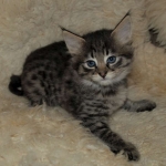 Savannah, F-2B, Female BST DOB 11-14-18