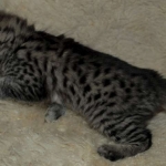 Savannah, F-2B, Female BST DOB 11-14-18