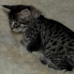 Savannah, F-2B, Female BST DOB 11-14-18