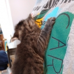 Savannah, F-2B, Female BST DOB 11-14-18