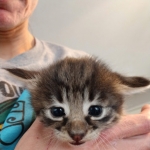 Savannah, F-2B, Female BST DOB 11-14-18