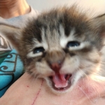 Savannah, F-2B, Female BST DOB 11-14-18