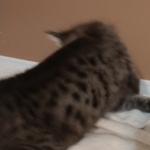 Savannah, F-2B, Female BST DOB 11-14-18