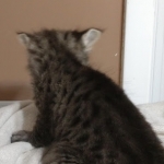 Savannah, F-2B, Female BST DOB 11-14-18