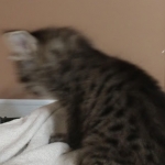 Savannah, F-2B, Female BST DOB 11-14-18