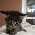 Savannah, F-2B, Female BST DOB 11-14-18