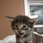 Savannah, F-2B, Female BST DOB 11-14-18