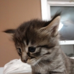 Savannah, F-2B, Female BST DOB 11-14-18