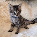 Savannah, F-2B, Female BST DOB 11-14-18