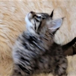 Savannah, F-2B, Female BST DOB 11-14-18