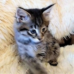 Savannah, F-2B, Female BST DOB 11-14-18