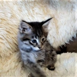 Savannah, F-2B, Female BST DOB 11-14-18