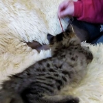 Savannah, F-2B, Female BST DOB 11-14-18