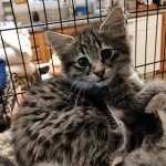 Savannah, F-2B, Female BST DOB 11-14-18