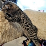 Savannah, F-2B, Female BST DOB 11-14-18