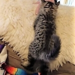 Savannah, F-2B, Female BST DOB 11-14-18